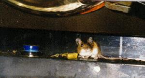 Mouse in a Stove (35KB JPG)